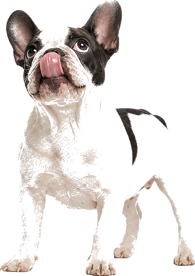 Perro feliz