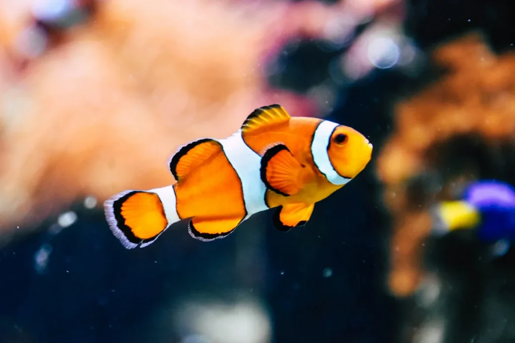 Acuario para principiantes en Medellín: ciclo del nitrógeno, peces y mantenimiento