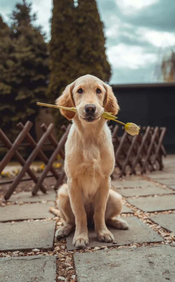 Alergias de piel y pelaje en perros: pulgas, alimento y omega