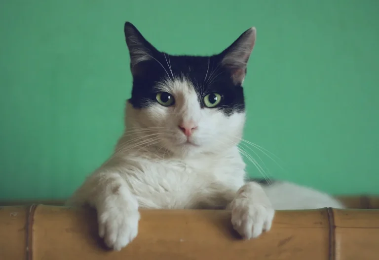 Alimentación de gatos: taurina, húmedo vs seco e hidratación