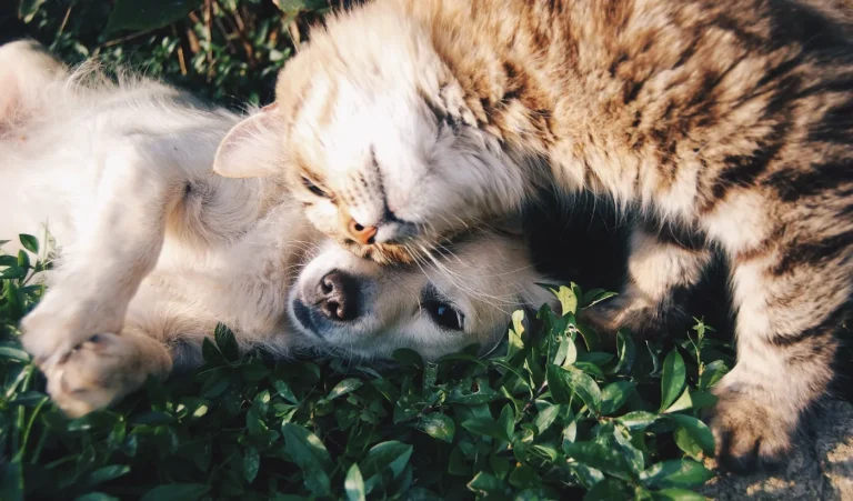 Antipulgas para perros en Medellín: pipeta, tableta y collar