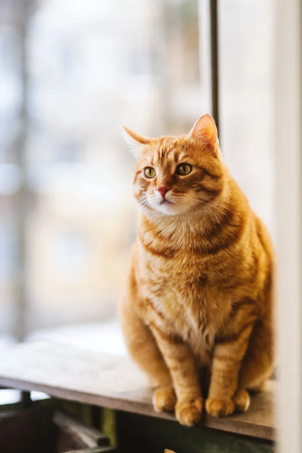 Arena para gatos en Medellín: tipos, bandeja, olor y regla n+1