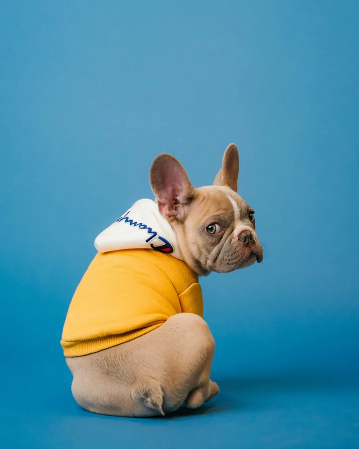 Cómo elegir croquetas para perros: etiqueta, tamaño y precio por kilo