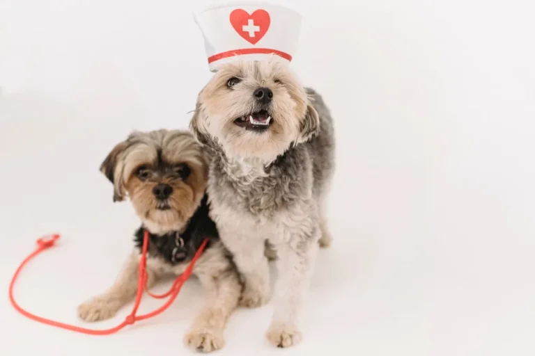 Gastroenteritis y diarrea en perros: qué hacer y cuándo es urgencia