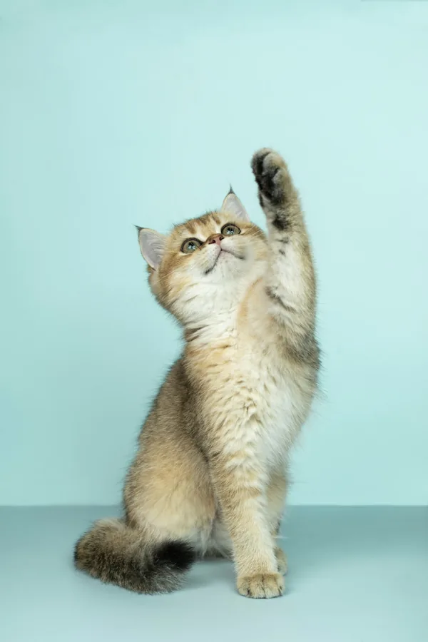 Gatos indoor en Medellín: enriquecimiento, ansiedad, juego y fuentes