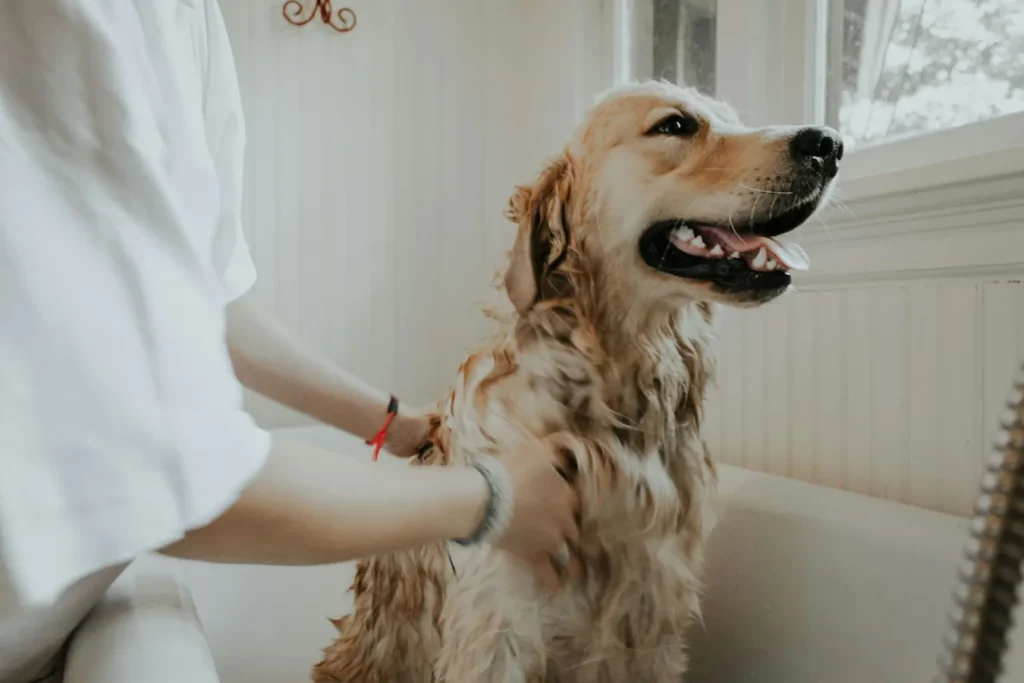 Grooming en casa para perros y gatos: carda, deslanador y uñas (sin baño diario)