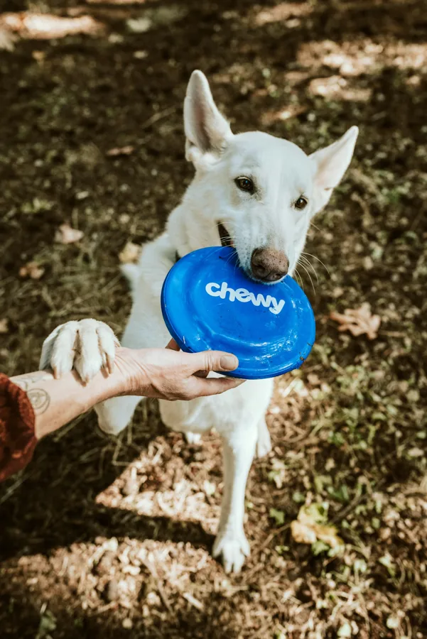 Juguetes y enriquecimiento para perros: refuerzo positivo, sentado y juego seguro