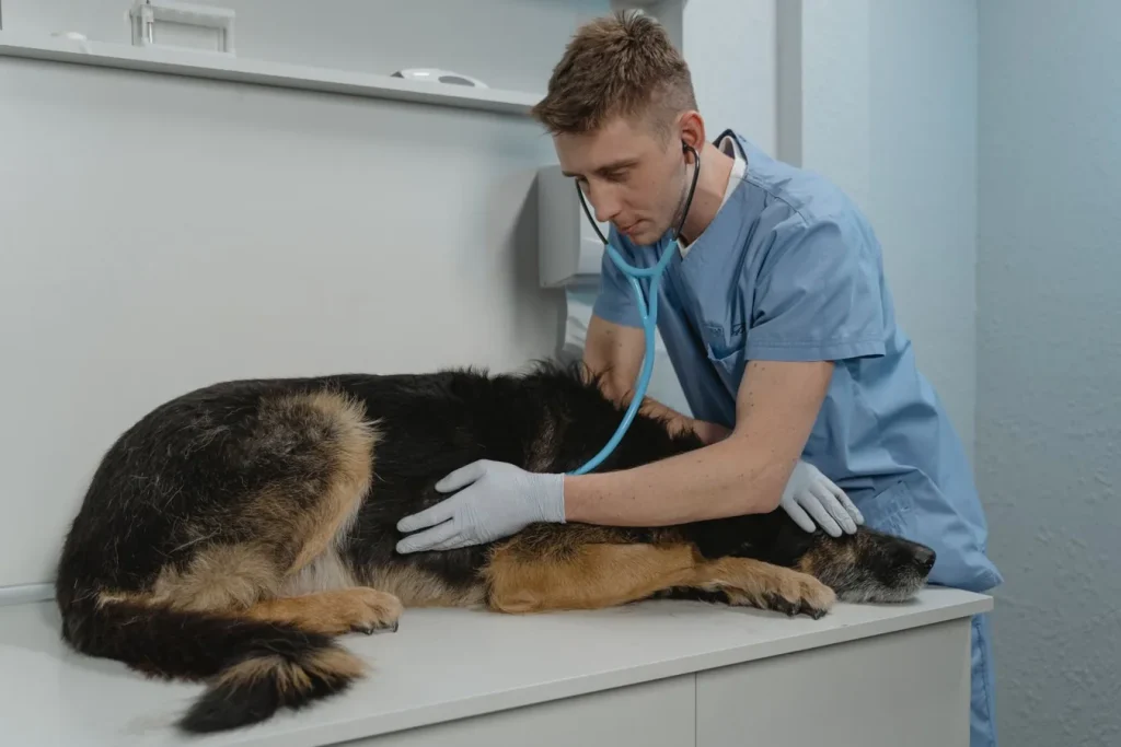 Botiquín veterinario y transportadora lista junto a un bebedero portátil para mascotas