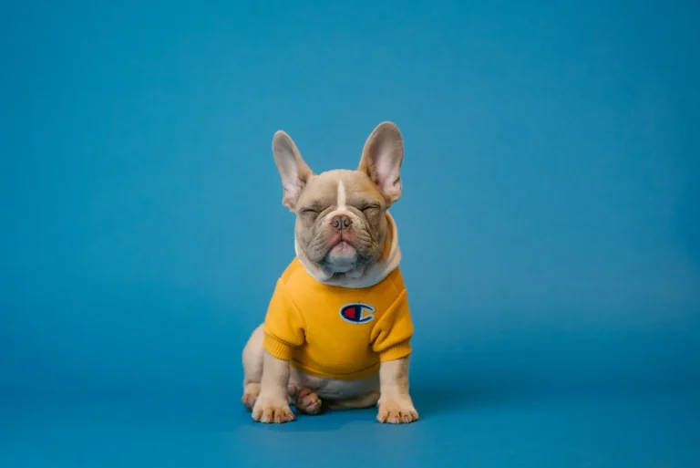 Salud dental en perros y gatos: sarro, mal aliento y cepillado