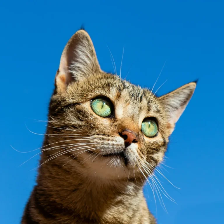 Salud de gatos: señales de alerta, FLUTD e hidratación