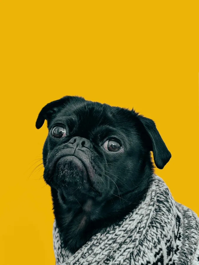 Sobrepeso en perros: condición corporal, ración y dieta